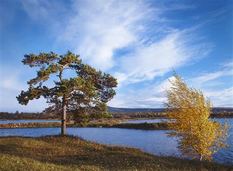 Russia Rivers Sky Trees Siberia Nature Wallpapers Hd Desktop And
