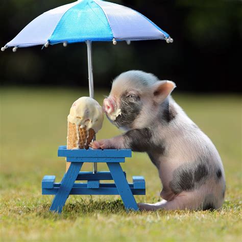 Miniature Pig Eating Icecream Image Abyss