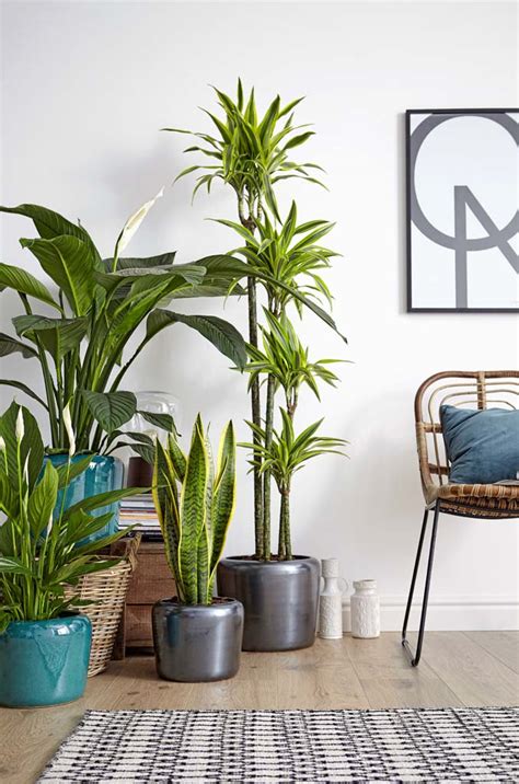 30 Stylish Indoor Plant Displays And Ideas