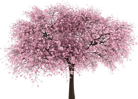 Are you looking for cherry blossom tree design images templates psd or png vectors files? Download Transparent 20 Imágenes De Árbol Png - Cherry ...