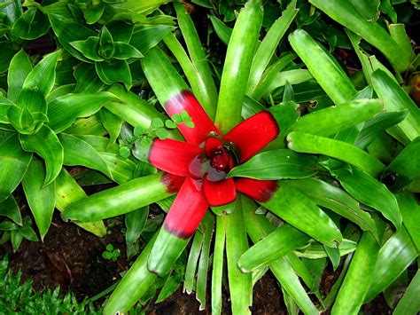 Flowers And Plants Costa Rica 2 Free Photo Download Freeimages