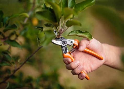 When To Prune Lemon Trees 🍋 ️ Timing It Right For Bountiful Harvests