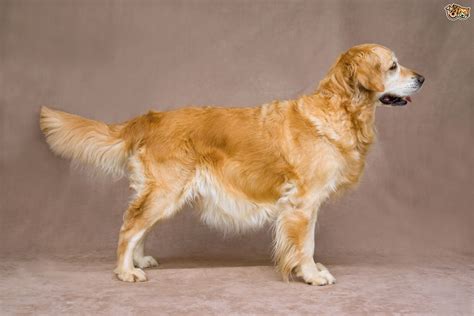 A feral cat is a cat that has had either limited or no human interaction and for all intents and it can be difficult to tell if a cat belongs to someone when they start hanging around your property. Should you shave your double-coated dog during the summer ...