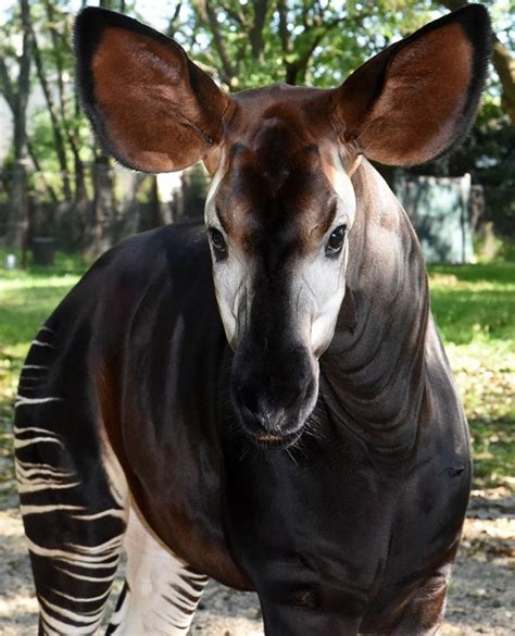 Pin By Katy Hawkers On My Bright Side Brookfield Zoo Okapi Animals Wild
