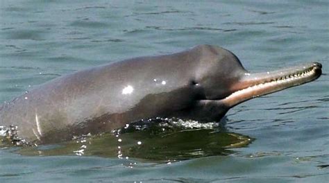 back from the brink of extinction how the gangetic dolphins made a comeback india news