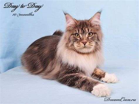 Cats for adoption (72k) dogs for adoption (46k) rabbits for adoption (1.9k) birds for adoption (~600) horses for adoption (~500). Pin on Maine Coon Cat