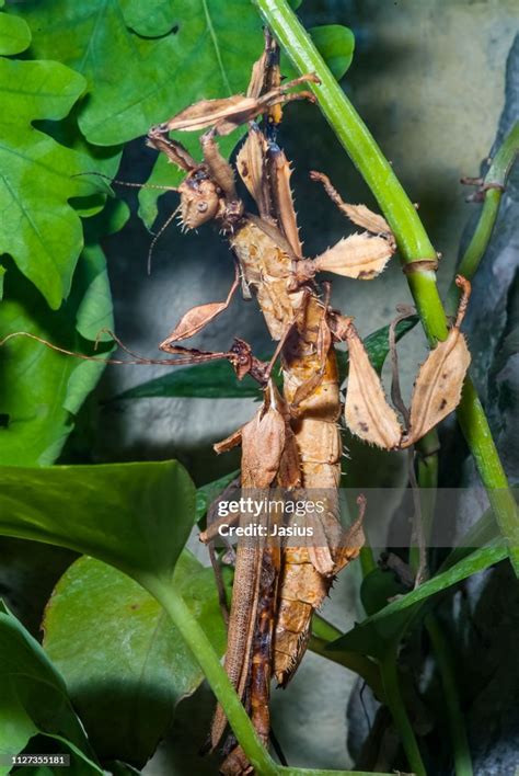 Extatosoma Tiaratum Giant Prickly Stick Insect High Res Stock Photo