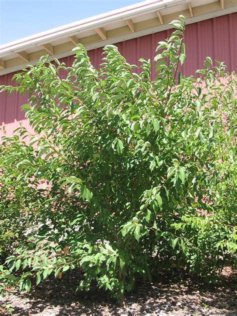 American Plum Tree Size Despina Hadley