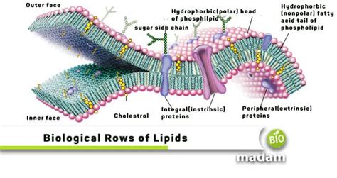 Biological Roles Of Lipids Biomadam