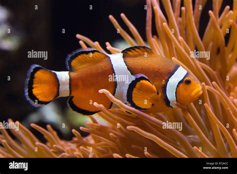 Ocellaris Clownfish Amphiprion Ocellaris Also Known As The False