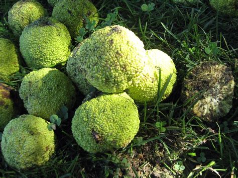 Medium to large size tree with big, dark green, winged leaves; Monkey Brains | The large, green, brain-like fruit, called ...