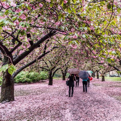 Top 5 Places To Enjoy Cherry Blossoms In New York This Spring