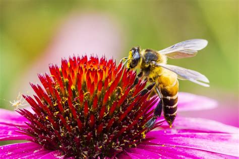 They also use this form of communication to tell each other where. What is National Honey Bee Day?