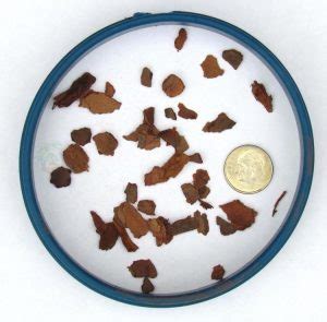 Pine bark fines is a dark coloured, sometimes partly composted mulch. Soil Components - Bonsai Jack
