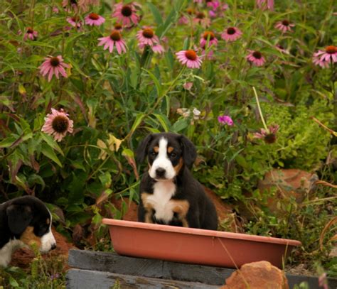 Puppies Brunswick Entlebuchers