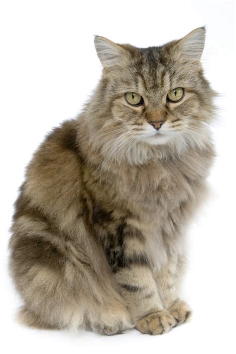 The two are separate breeds, although they are similar in temperament and. Top Ten Cat Breeds for Families | BrazilianMat™