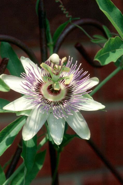 Passionflower Vines Yield Exotic Blooms Mississippi State University