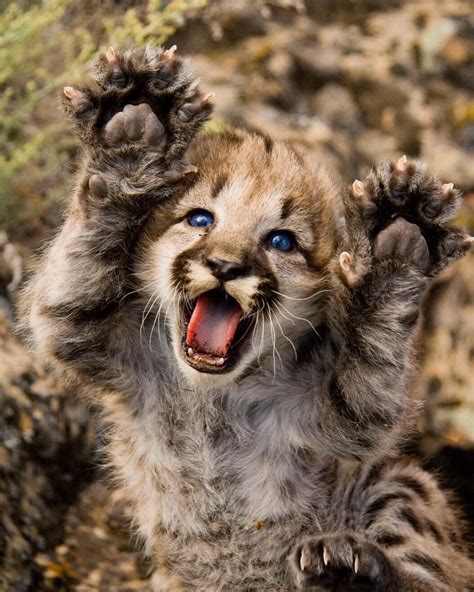 Baby Mountain Lion Is The Cutest Thing Ive Ever Seen They Are One Of