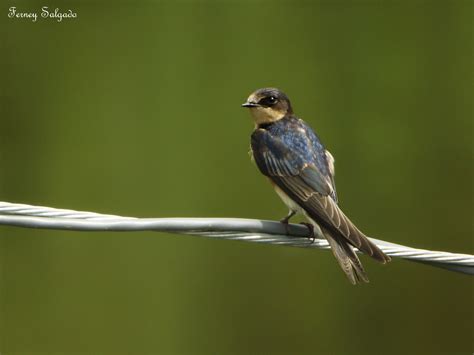 Barn Swallow Hirondelle Rustique Hirundo Rustica Coraves Birding Tours
