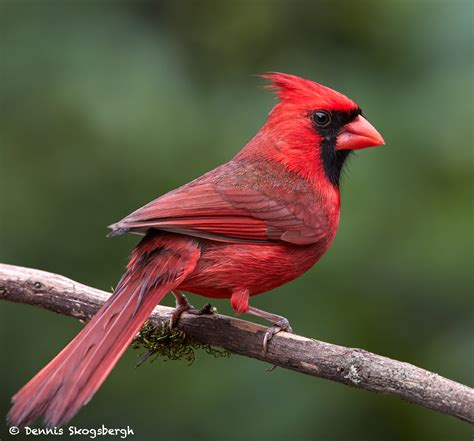 7708 Male Northern Cardinal Cardinalis Cardinalis Dennis Skogsbergh