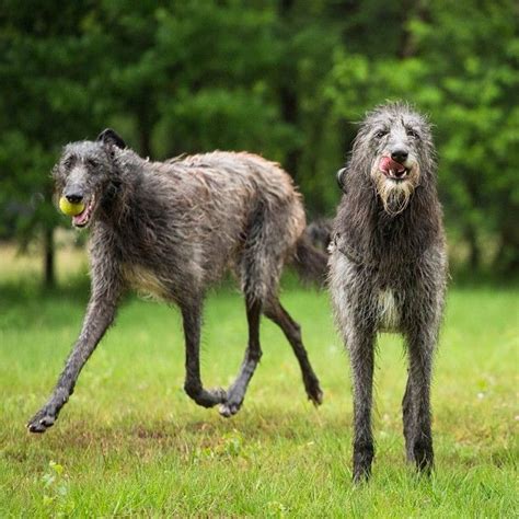 Meet The Scottish Deerhound Large Dog Breeds Giant Dog Breeds Dog