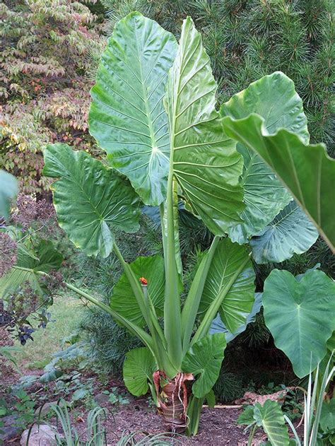 This upright variety is a wonderful easily grown tropical plant for the summer garden. Alocasia Calidora Care - The Home Garden