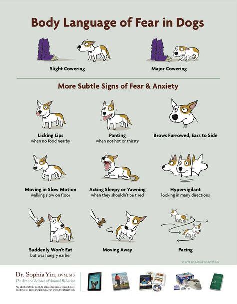 25 Dog Body Language Ideas Dog Body Language Dog Behavior Dogs