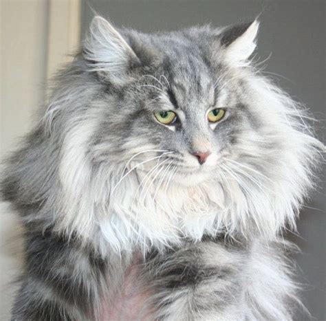 Blue Silver Tabby Norwegian Forest Cat Kitties Pinterest