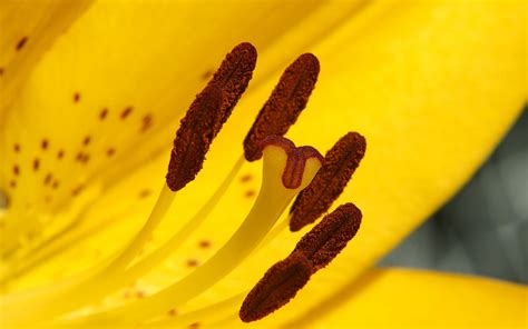 Download Wallpaper 3840x2400 Lily Flower Yellow Stamens Pollen 4k