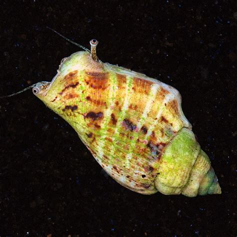 Fighting Conch Saltwater Aquarium Snails For Marine Aquariums