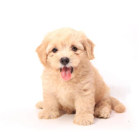 Large group of puppies on a white background.from left to right,blue merle chihuahua, mixed breed mastiff, chocolate brown labradoole,pug,alaska malamute,belgium shepherd. dog puppy white background HD wallpaper