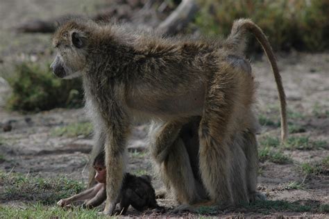 Facts About Baboons Live Science