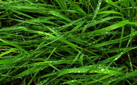 Apple cider vinegar and olive oil. 44+ Wallpaper Good for Eyes on WallpaperSafari