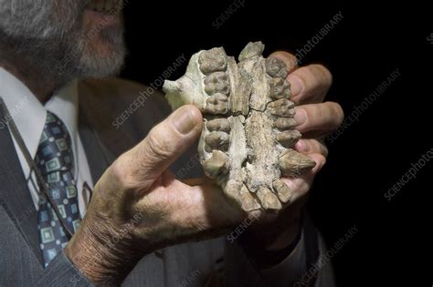 Ugandapithecus Major Primate Fossil Stock Image C0225360 Science