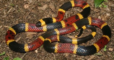 Wild About Texas Coral Snake Usually Not A Biter