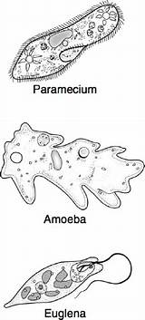 Paramecium Amoeba Euglena Microscope Biology Middle sketch template