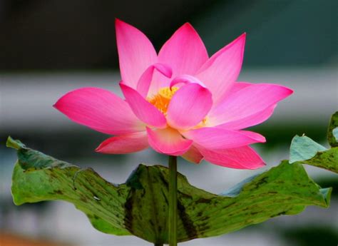 Tidak hanya terbatas usia, beberapa gambar juga cocok untuk diwarnai untuk mengenalkan bunga ini, gunakan media gambar yang siap diwarnai. TATTOO BUNGA LOTUS DAN FILOSOFINYA | Think! Do!