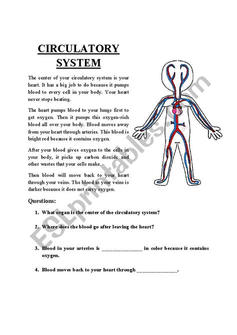 Circulatory System Printable Worksheets