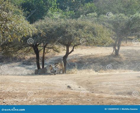 Two Lioness Spotted In Jungle Safari Stock Photo Image Of View