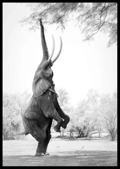 Standing Tall Elephant Poster Barntavlor Gallerix Se