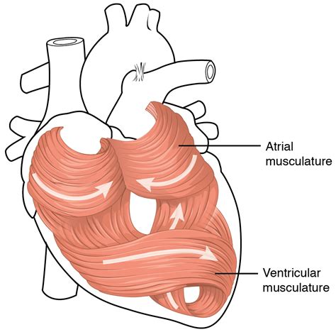 172 Heart Anatomy Medicine Libretexts