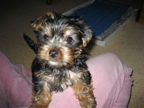 Each puppy adopted from stonyridge comes with a purchase agreement. Yorkie Puppy For Adoption for sale in Kingston, Jamaica ...