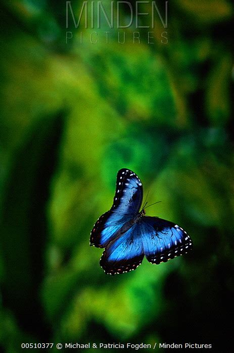 Minden Pictures Stock Photos Blue Morpho Morpho Peleides Butterfly Flying In Cloud Forest