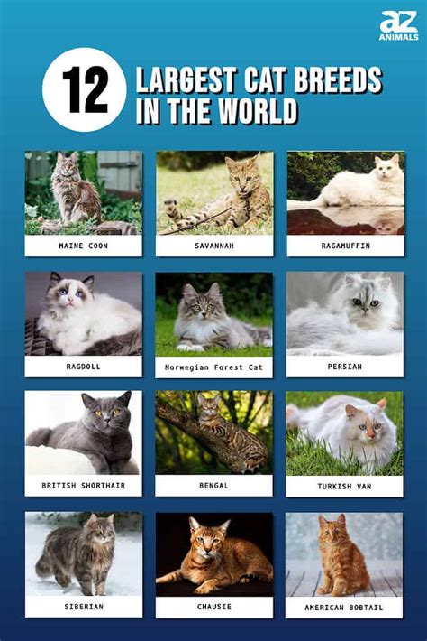 The 12 Largest Cat Breeds In The World A Z Animals