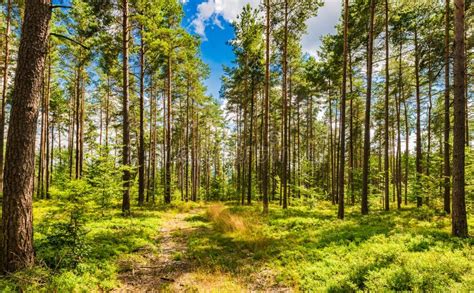 Pine Tree Forest Landscape With Blue Sunny And Cloudy Sky Stock Photo