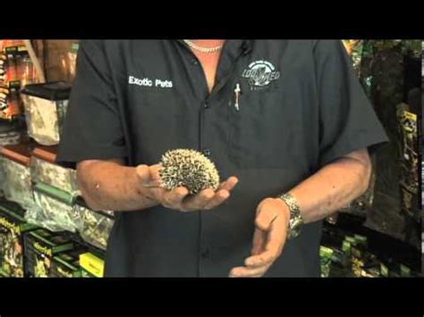 A pet store providing personalized service to help you from purebred puppies to exotic reptiles, whiteway pet shop has any kind of animal you want. Big Shot Video - Business Profile - Exotic Pets Store ...