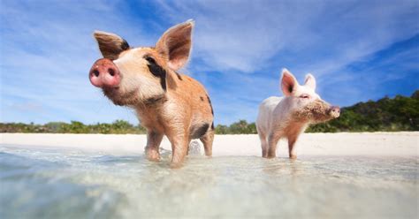 I had the opportunity to visit the bahamas and went. Pig Island Bahamas Tour to the famous Bahamas Swimming Pigs
