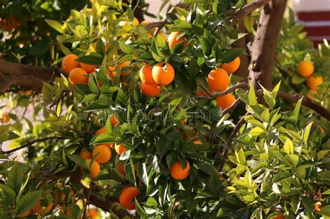 Orange Tree Stock Photo Image Of Sunlight Agriculture 83100966