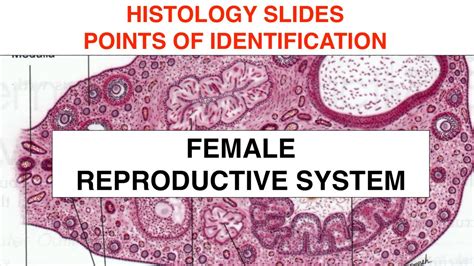 Female Reproductive System Histology YouTube