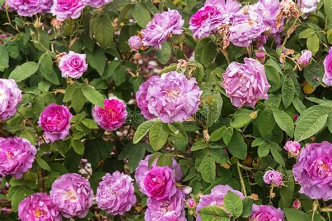 rosa damascena damask rose rose blush damask a deciduous shrub with fine fragrance stock